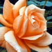 Last Rose of Summ...