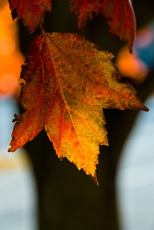 Leaf 'n' Tree