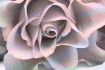 Magic Rose