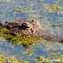 © Carmen B. Sewell PhotoID # 7319799: Alligator 2
