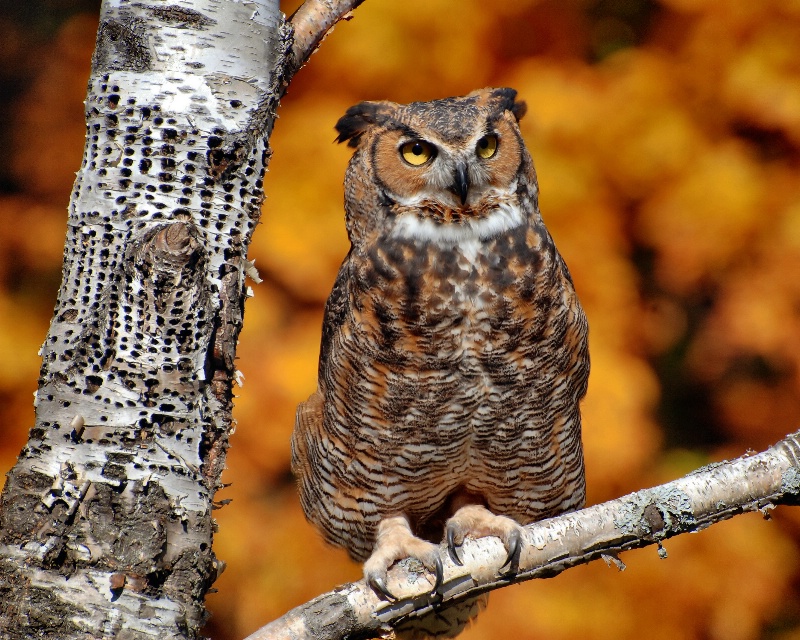 Howell Owl