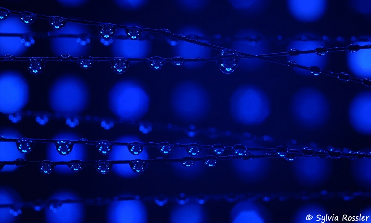 Blue Light Drops