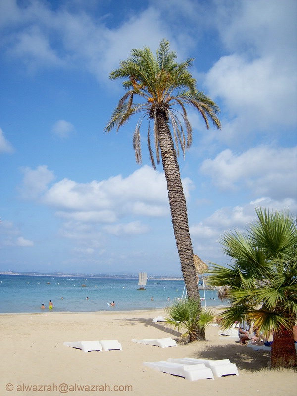 PALM TREE ON THE BEACH