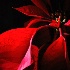 © John T. Sakai PhotoID# 7321806: Christmas Star Poinsettia