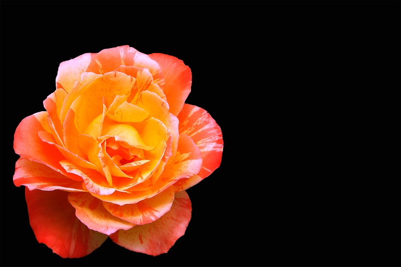 Varigated Rose