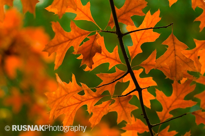 Autumn Canopy