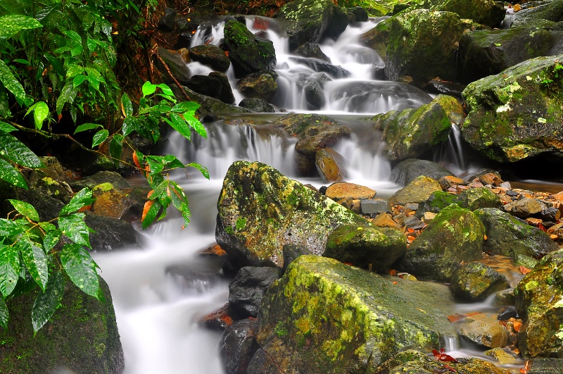 El Yunque rain forest