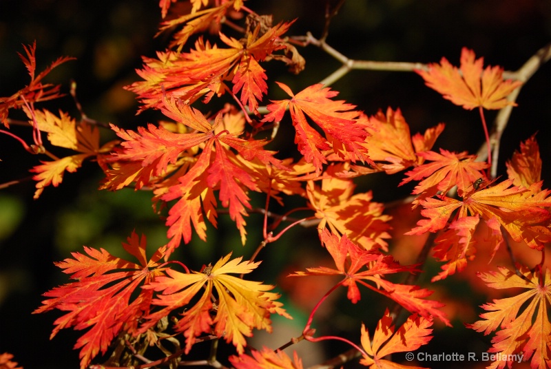 Fall colours - Shallow depth of field