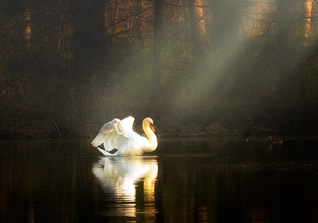 Swan Lake