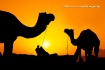 Camels of Rajasth...