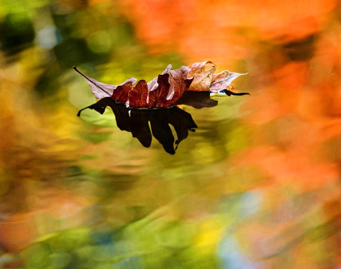Floating Through Fall