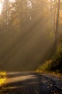 Morning Light