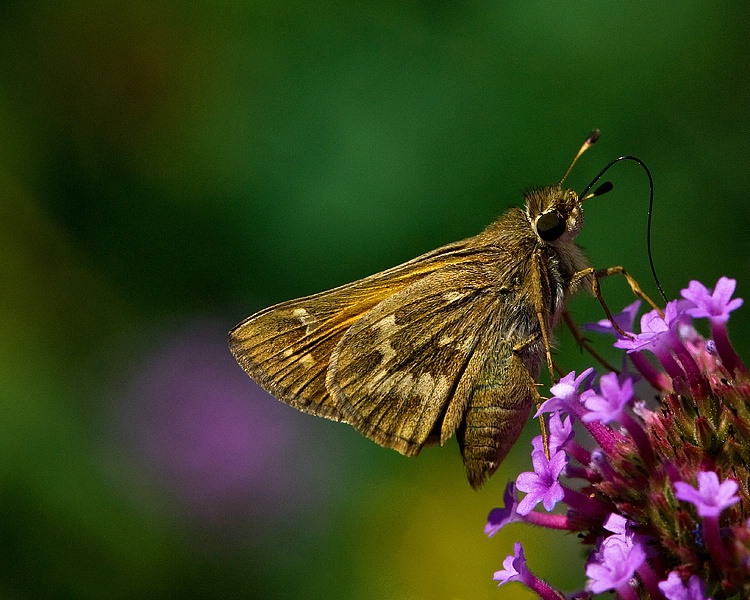 Skipper on Verbena