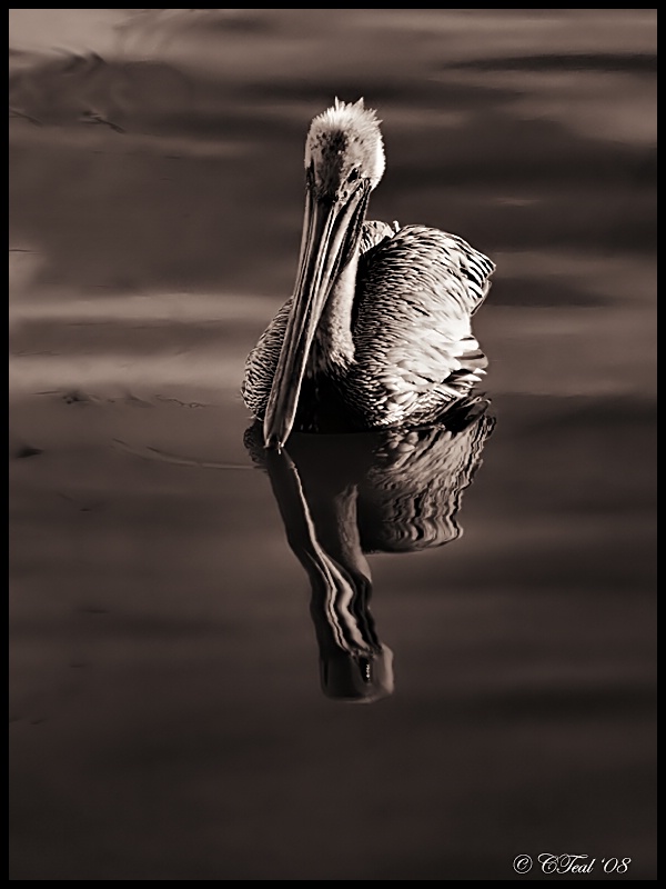 Peaceful Pelican