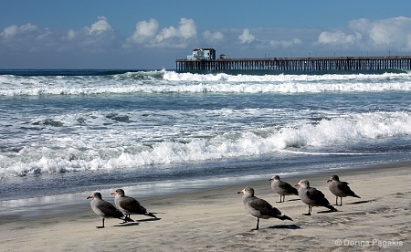 Seashore Seagulls