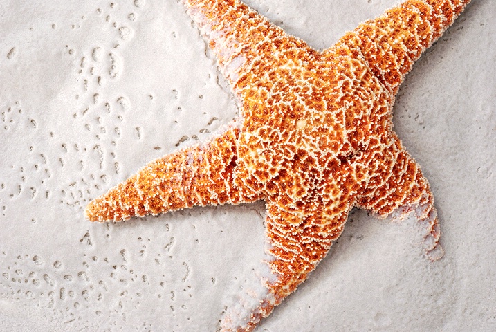 ~ Starfish ~