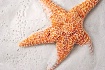 ~ Starfish ~