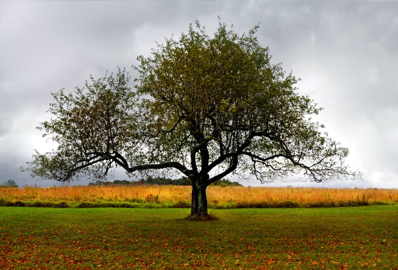 Apple Tree in Autumn