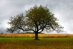 Apple Tree in Aut...