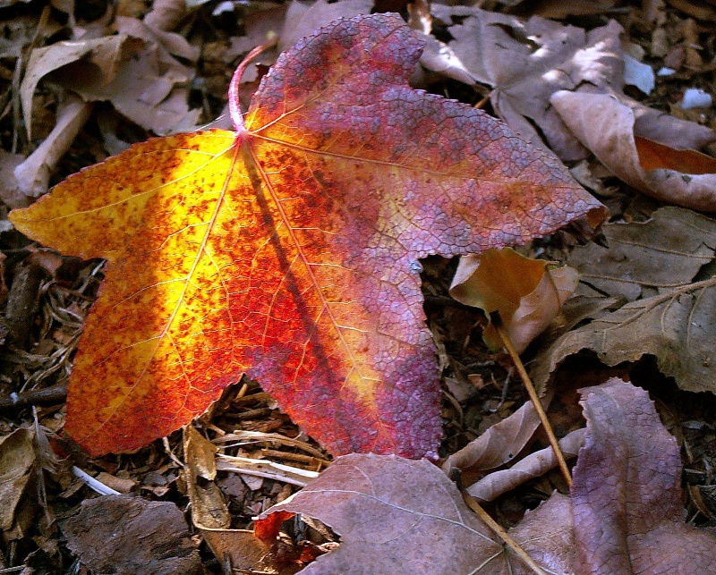 Glowing Leaf