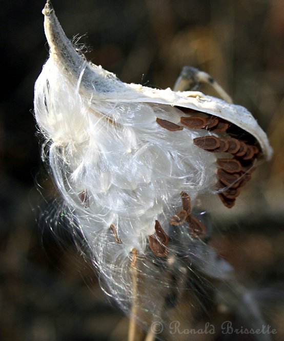 Milkweed seeds