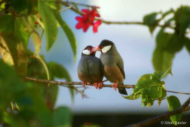 Affections of a Sparrow