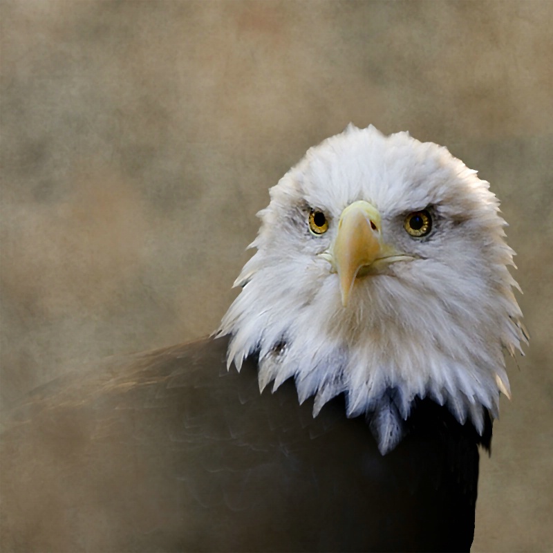 Eagle