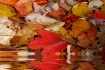 The Colors of Nat...