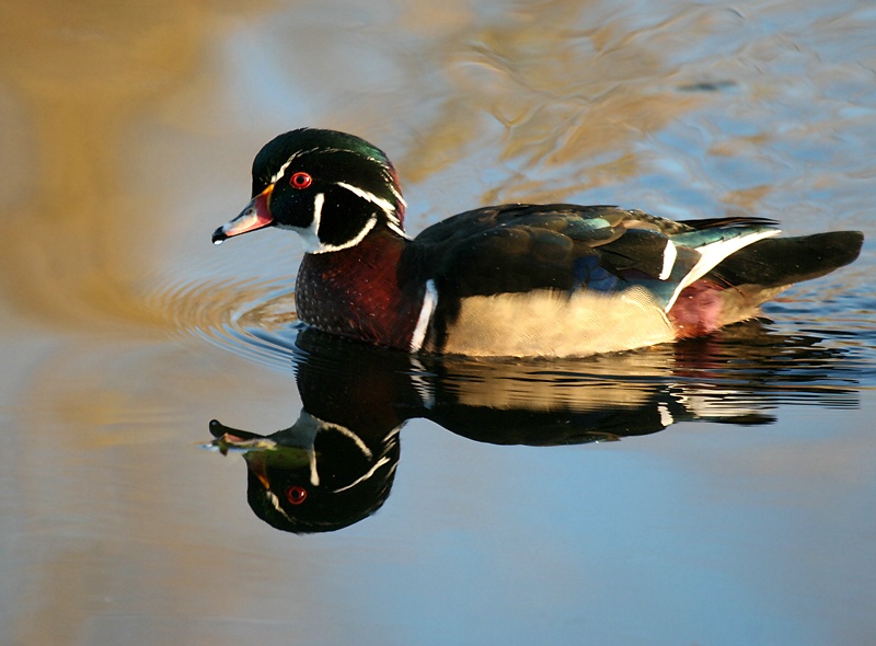 Woody the Wood Duck
