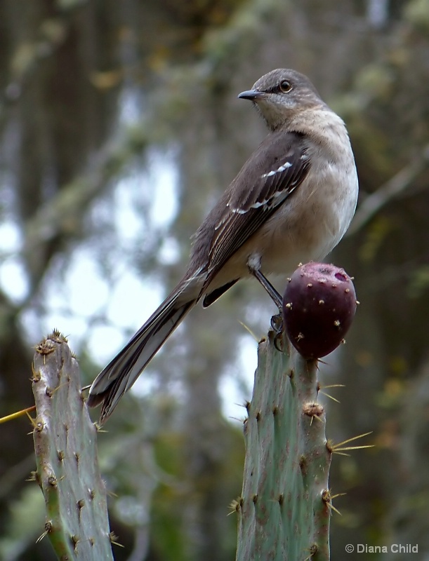Florida Mockingbird