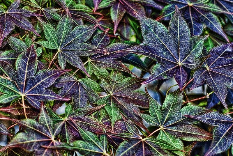 Intense Leaves