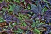 Intense Leaves