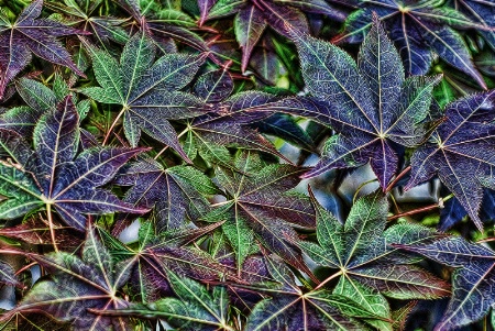 Intense Leaves