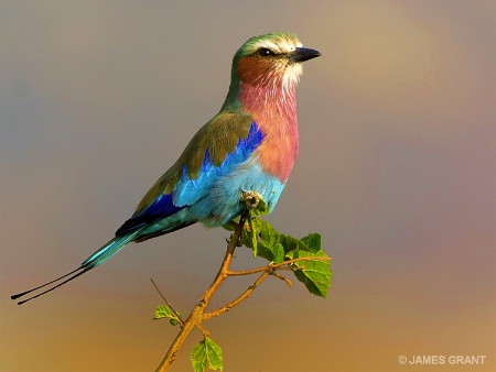 LILAC BREASTED ROLLER