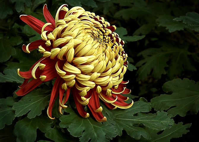 Chrysanthemum