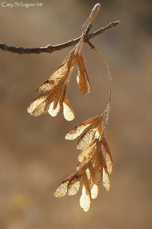 Translucent Flyers