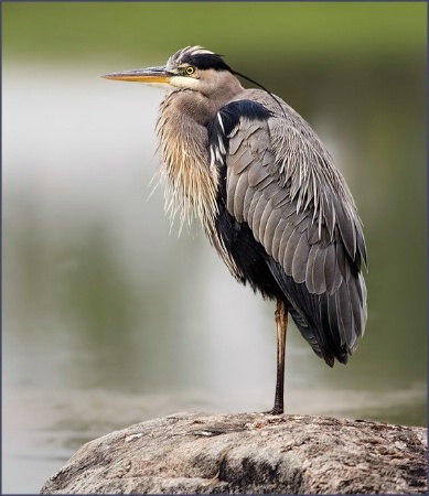 Great Blue Heron