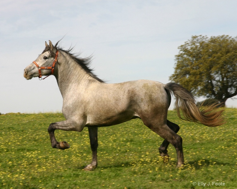 Extremadura stallion 2