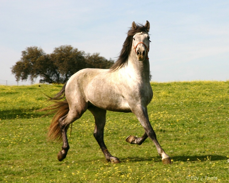 Extremadura stallion