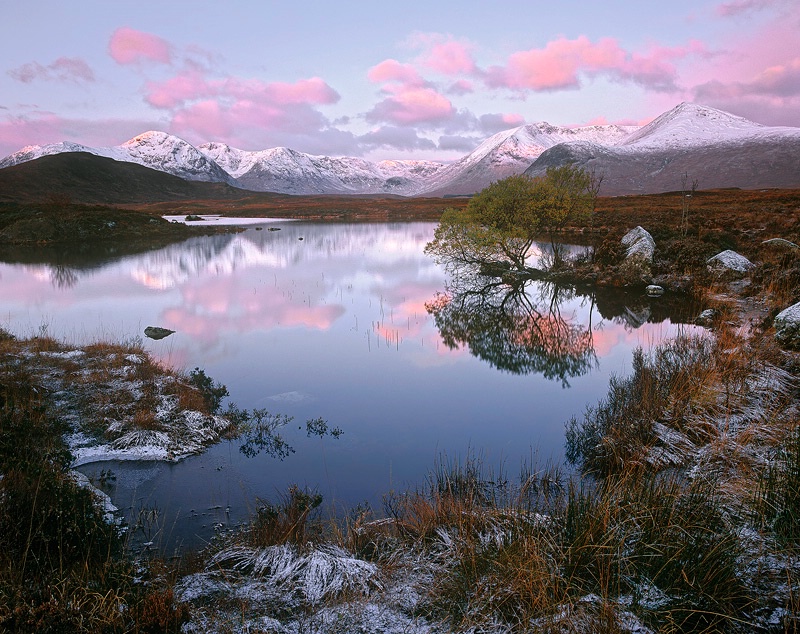 Pink Dawn Rannoch