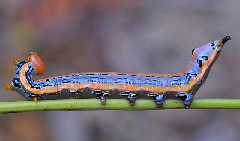 Black-Spotted Prominent