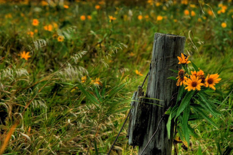 Sunflower post