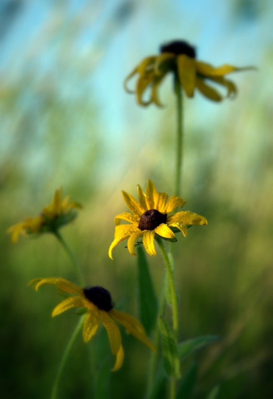 Sunflowers at Lost Island