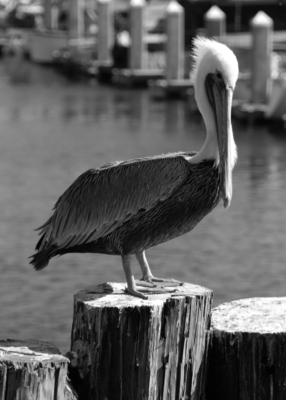 Brown Pelican at Fisherman's Wharf 