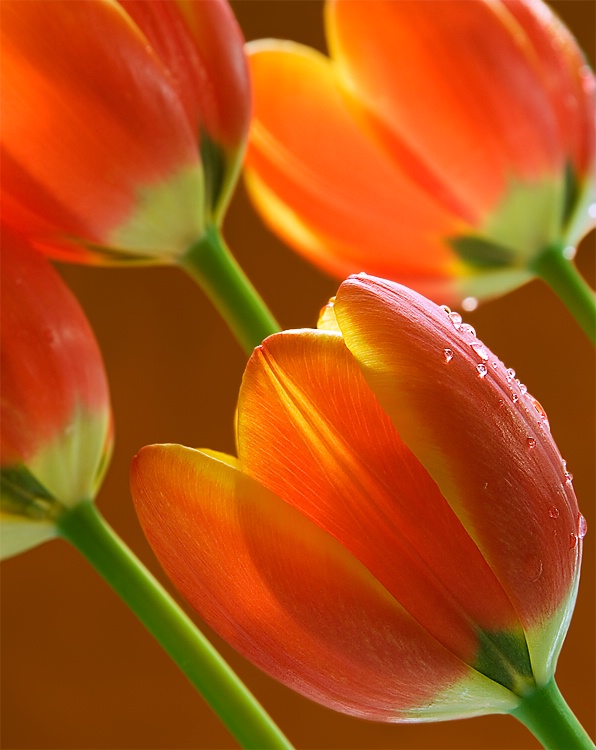Tulips