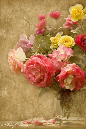 Garden Roses