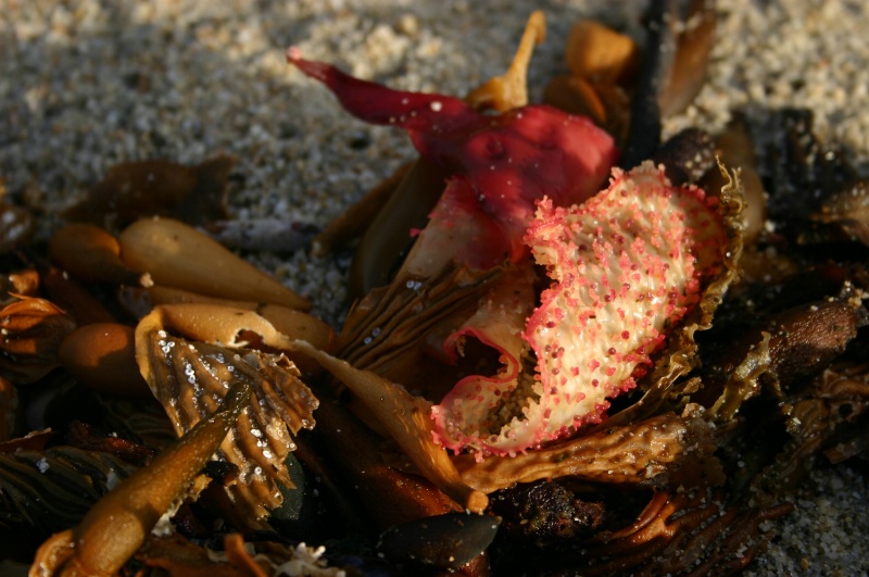 Seaweed and Variations
