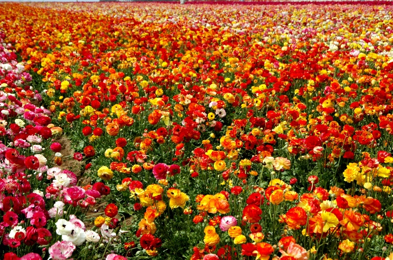 Multi-colored Ranunculus - ID: 7354842 © John T. Sakai