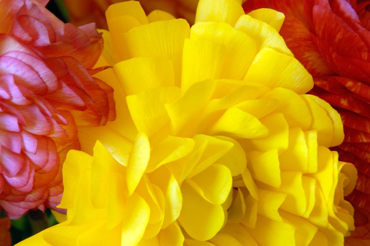 Ranunculus Petals