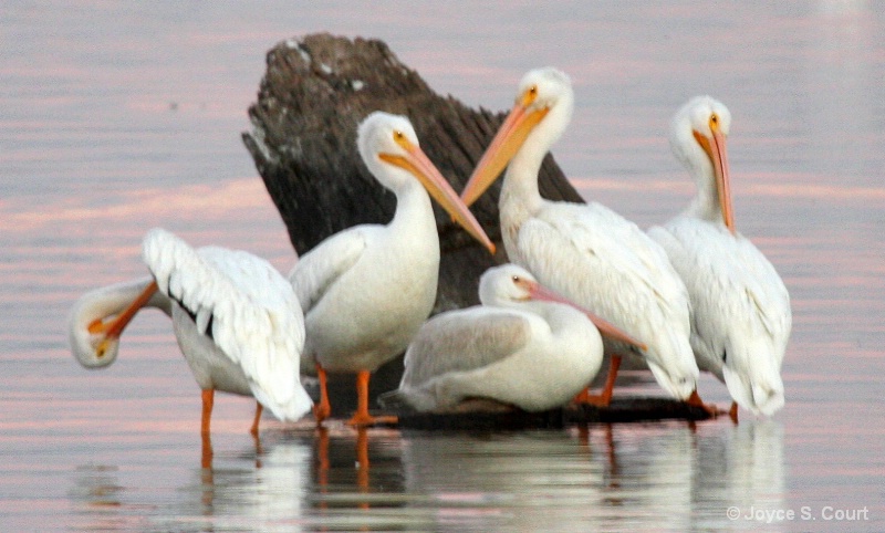 Pelicans at Dusk